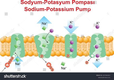 ponayum|Potassium .